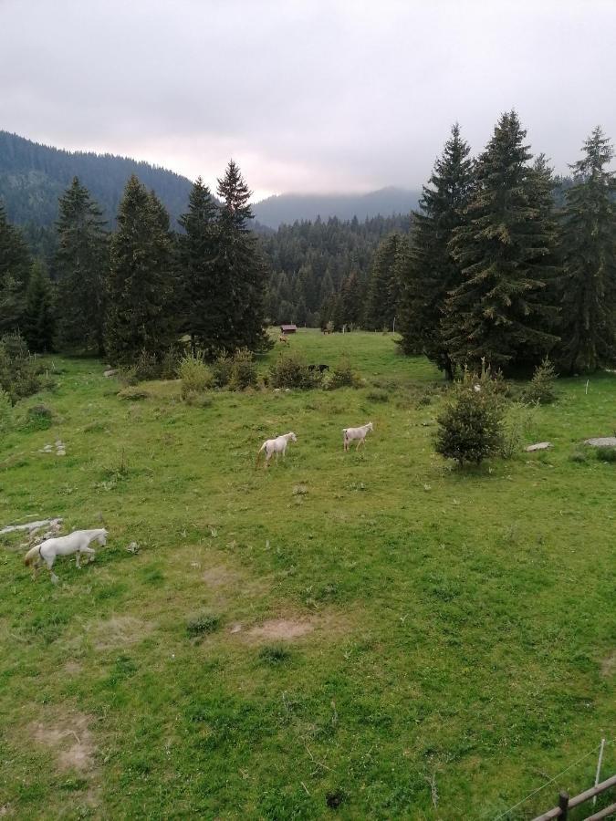 סמוליאן Forest Home 524 מראה חיצוני תמונה